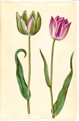 Tulipa gesneriana (har tulipan)