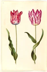 Tulipa gesneriana (har tulipan)