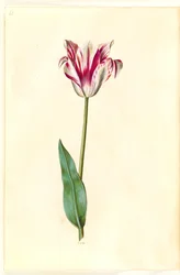 Tulipa gesneriana (har tulipan)