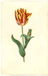 Tulipa gesneriana (har tulipan)