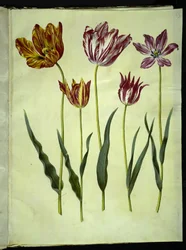 Tulipa gesneriana (har tulipan)