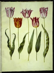 Tulipa gesneriana (har tulipan)