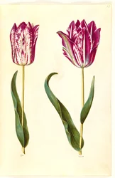 Tulipa gesneriana (hagetulipan)