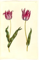 Tulipa gesneriana (har tulipan)