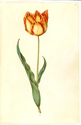 Tulipa gesneriana (har tulipan)