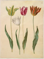 Tulipa gesneriana (har tulipan)