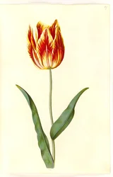 Tulipa gesneriana (har tulipan)