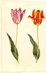 Tulipa gesneriana (har tulipan)