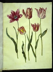 Tulipa gesneriana (har tulipan)