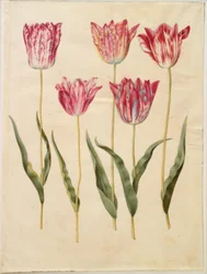Tulipa gesneriana (har tulipan)