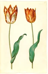 Tulipa gesneriana (har tulipan)