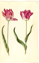 Tulipa gesneriana (har tulipan)