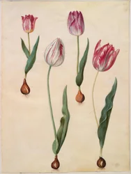 Tulipa gesneriana (har tulipan)