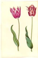 Tulipa gesneriana (har tulipan)