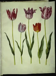 Tulipa gesneriana (har tulipan)