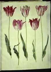 Tulipa gesneriana (har tulipan)