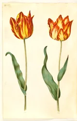 Tulipa gesneriana (har tulipan)