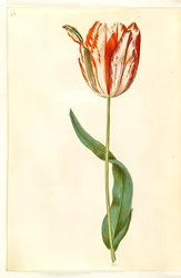 Tulipa gesneriana (har tulipan)