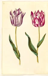 Tulipa gesneriana (har tulipan)