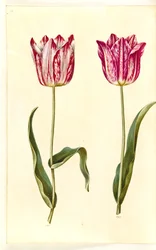 Tulipa gesneriana (har tulipan)