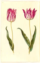 Tulipa gesneriana (har tulipan)