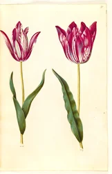 Tulipa gesneriana (har tulipan)