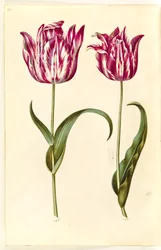 Tulipa gesneriana (har tulipan)