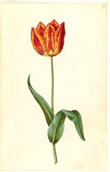 Tulipa gesneriana (har tulipan)