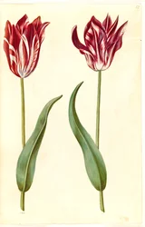 Tulipa gesneriana (har tulipan)
