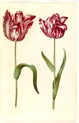 Tulipa gesneriana (har tulipan)