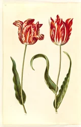 Tulipa gesneriana (har tulipan)