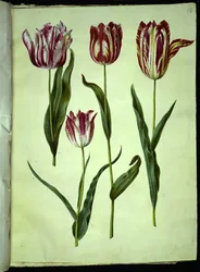 Tulipa gesneriana (har tulipan)