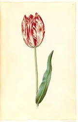 Tulipa gesneriana (har tulipan)