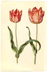Tulipa gesneriana (har tulipan)