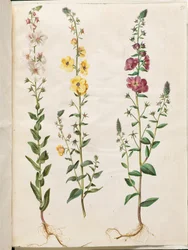 Verbascum blattaria (klase-kongelys); Fønikisk verbascum (lilla-kongelys)