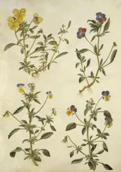 Viola cornuta (hornfiolett); Viola tricolor (vanlig stemorsblomst)