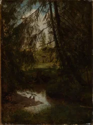 Grantrær ved skogbekken