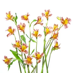 En fargerik bukett med alstroemeria