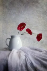Stilleben med rød anthurium