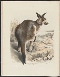 Pattedyr i Australia (Krefft) Nla.obj-33627803-11 Kenguruen