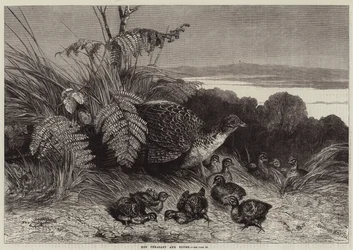 Hen Fasan og Ung