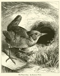Wrens-redet