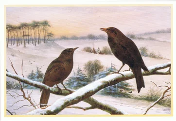 Blackbirds