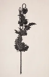 Blomsterstudie.