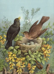 Blackbird (chromolitho)