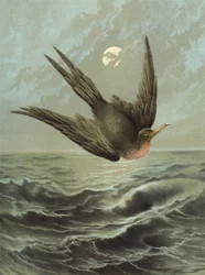 Fregattfugl (chromolitho)