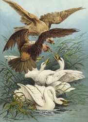 Svaner og ørner (chromolitho)