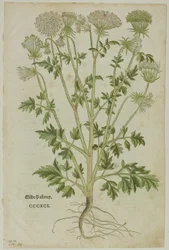 Blad fra New Kreuterbuch av Leonhart Fuchs, plate 97 fra Woodcuts from Books of the XVI Century