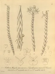 Lockhartia - Xenia bind 1 (1858) fig. 40