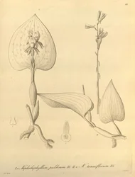 Denne filen kommer fra Biodiversity Heritage Library, og er tilgjengelig online på biodiversitylibrary.org/page/696488